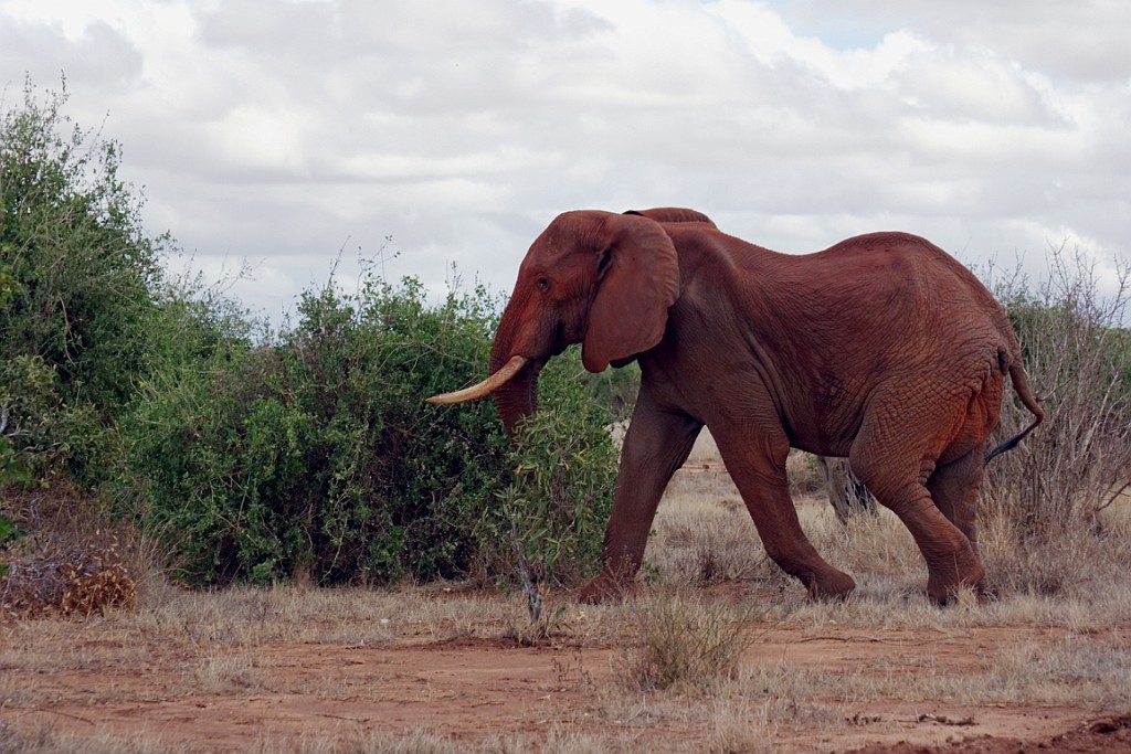 Kenia (348).jpg